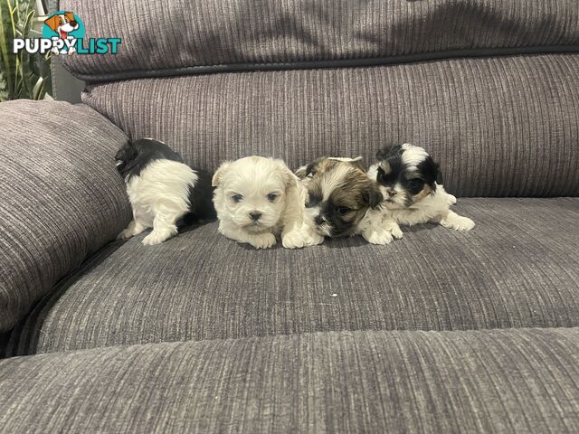 Shihtzu maltese puppies