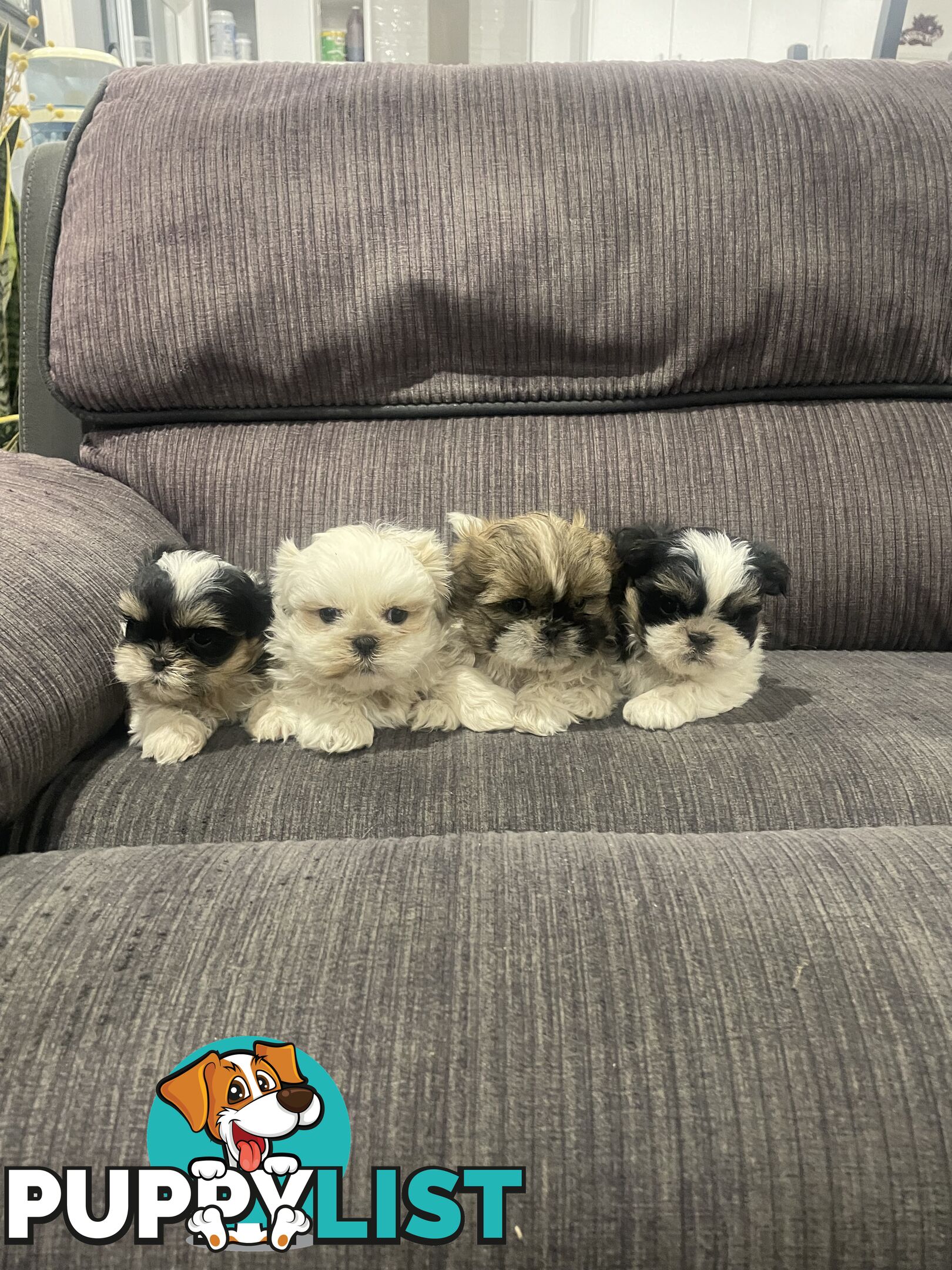 Shihtzu maltese puppies