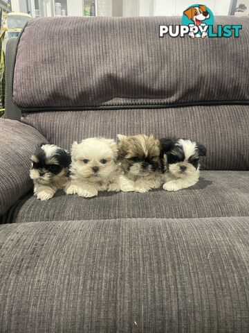 Shihtzu maltese puppies