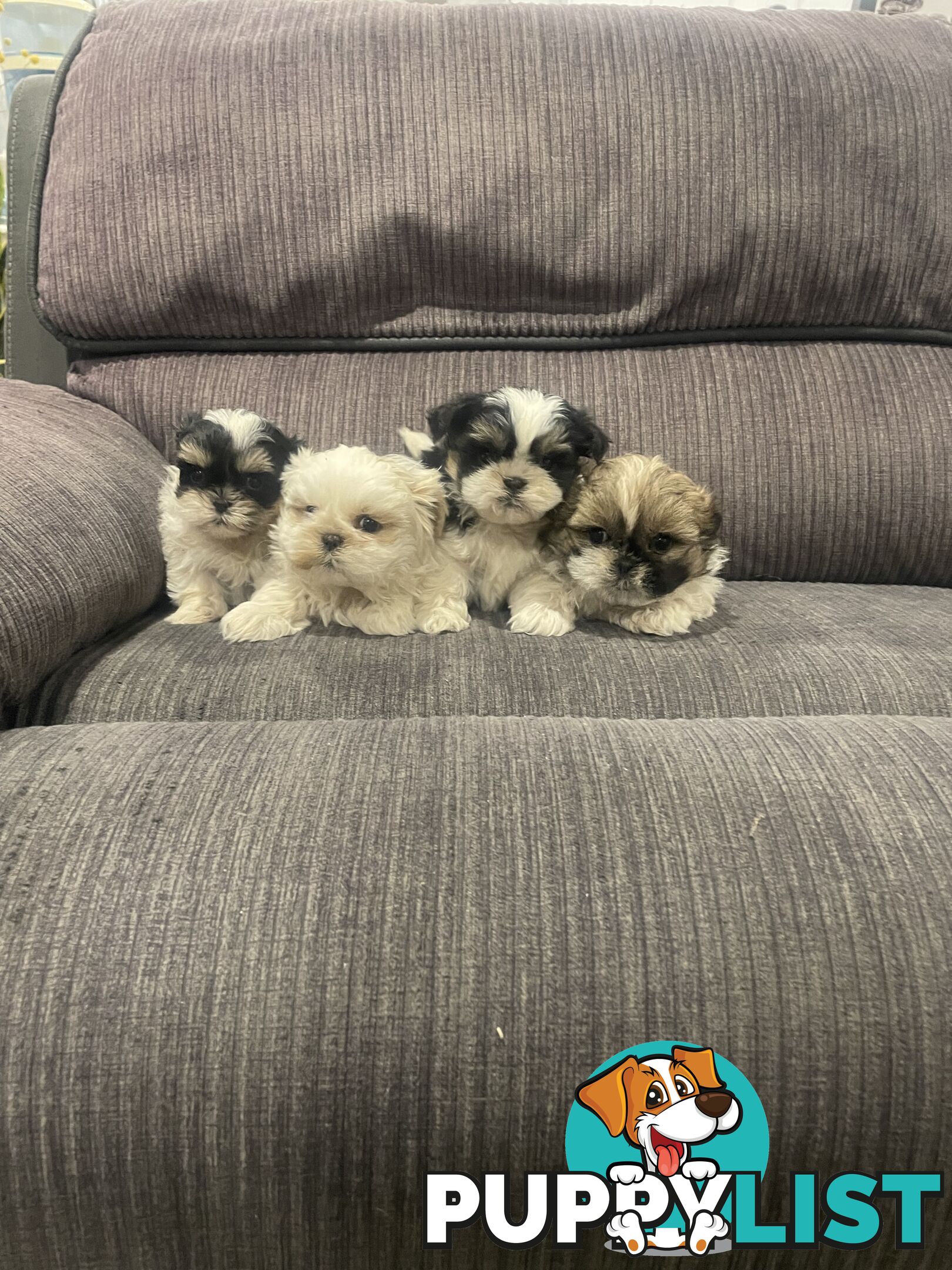 Shihtzu maltese puppies