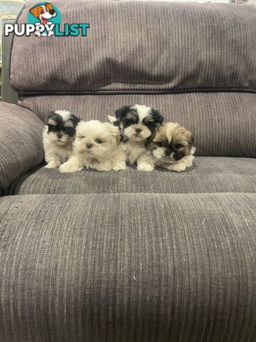 Shihtzu maltese puppies