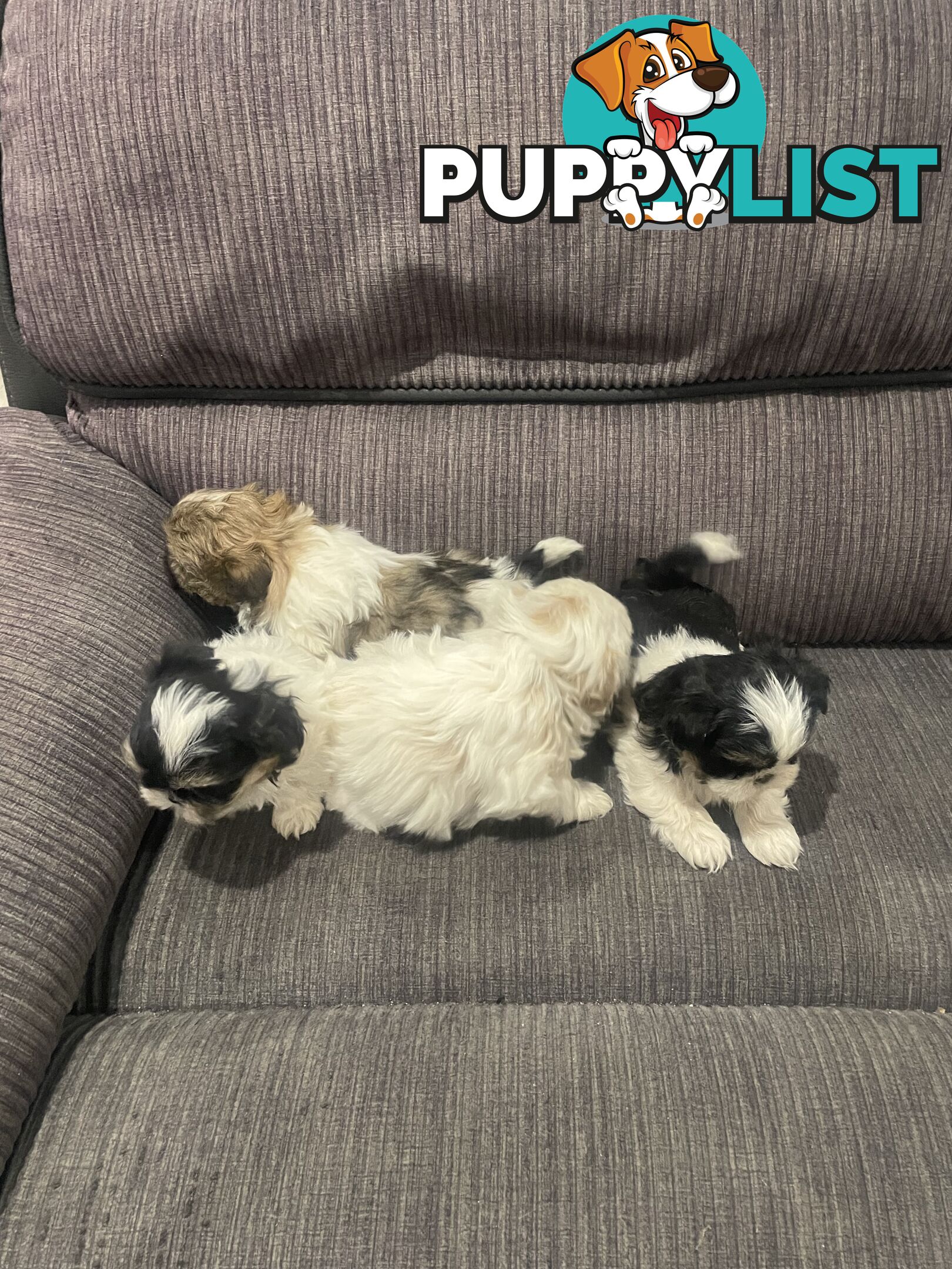 Shihtzu maltese puppies