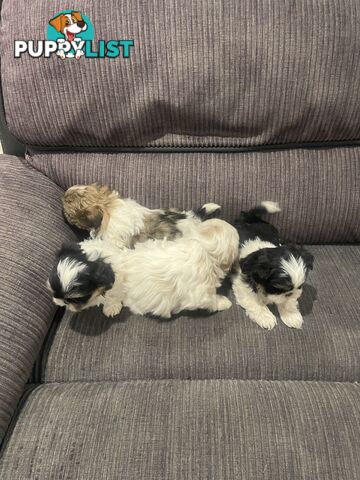 Shihtzu maltese puppies