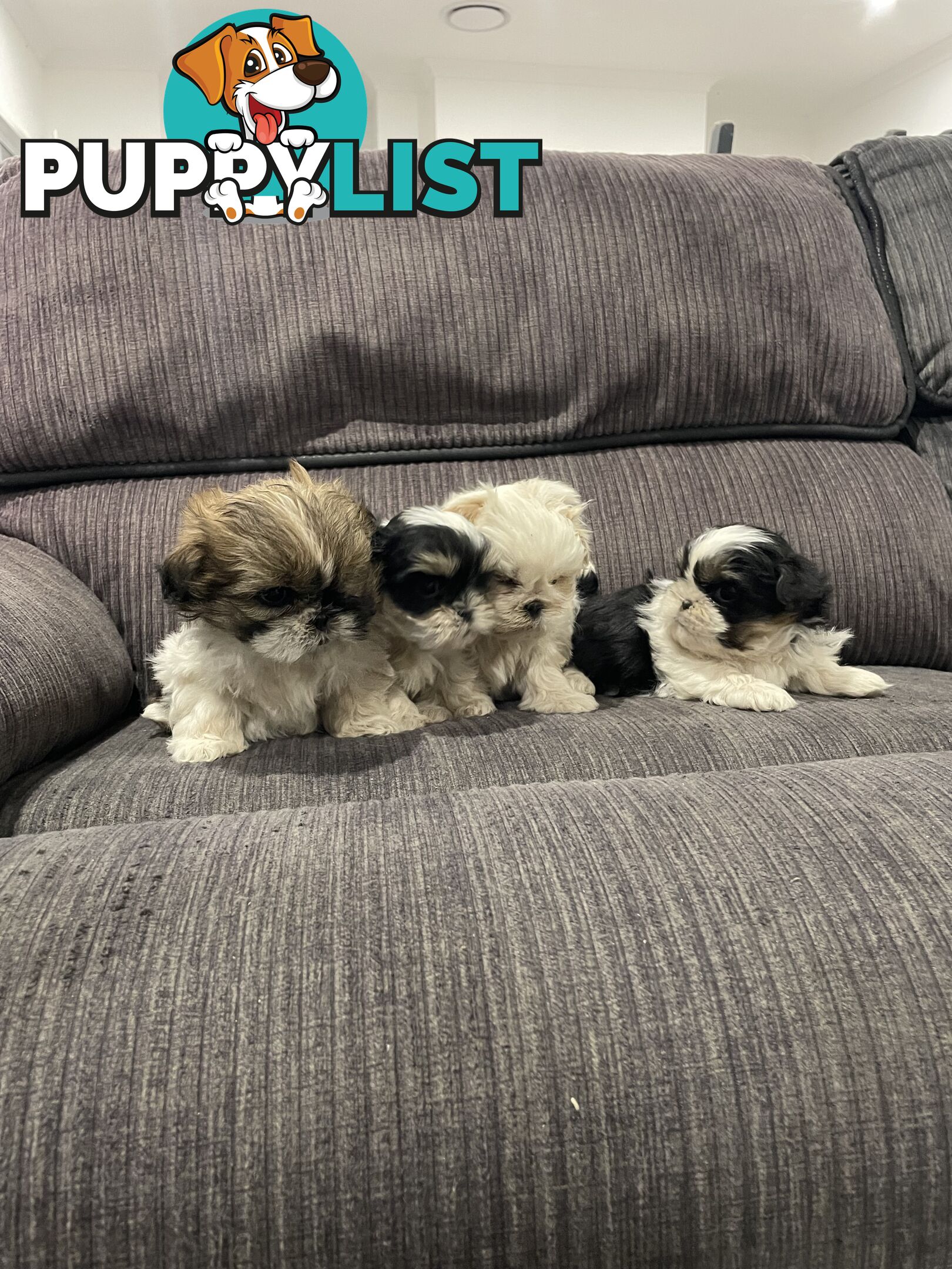 Shihtzu maltese puppies
