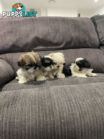 Shihtzu maltese puppies