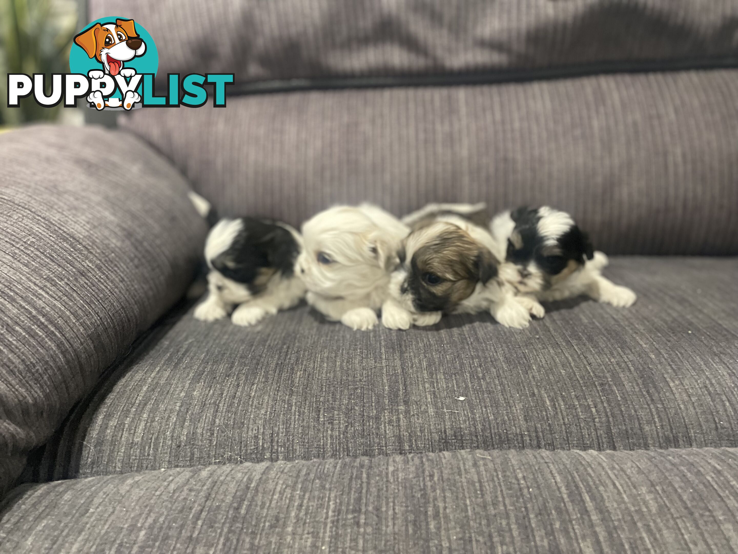 Shihtzu maltese puppies