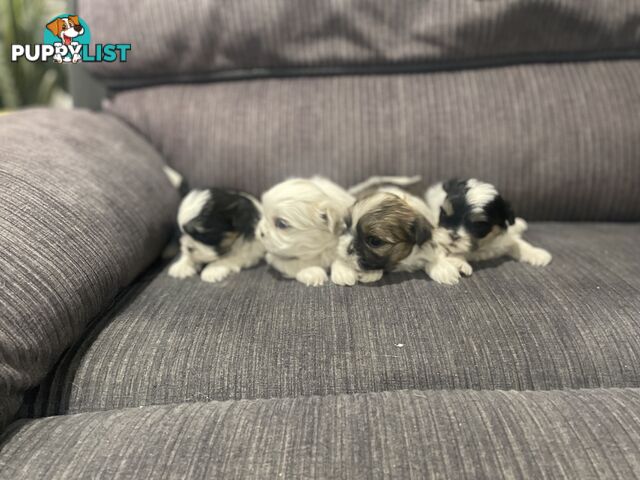 Shihtzu maltese puppies