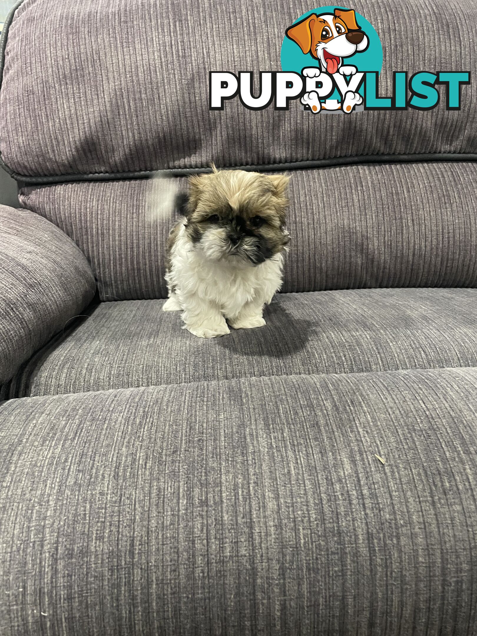 Shihtzu maltese puppies