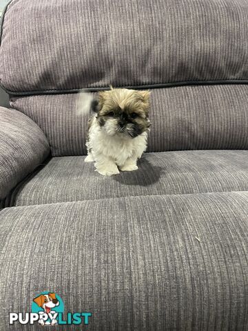 Shihtzu maltese puppies