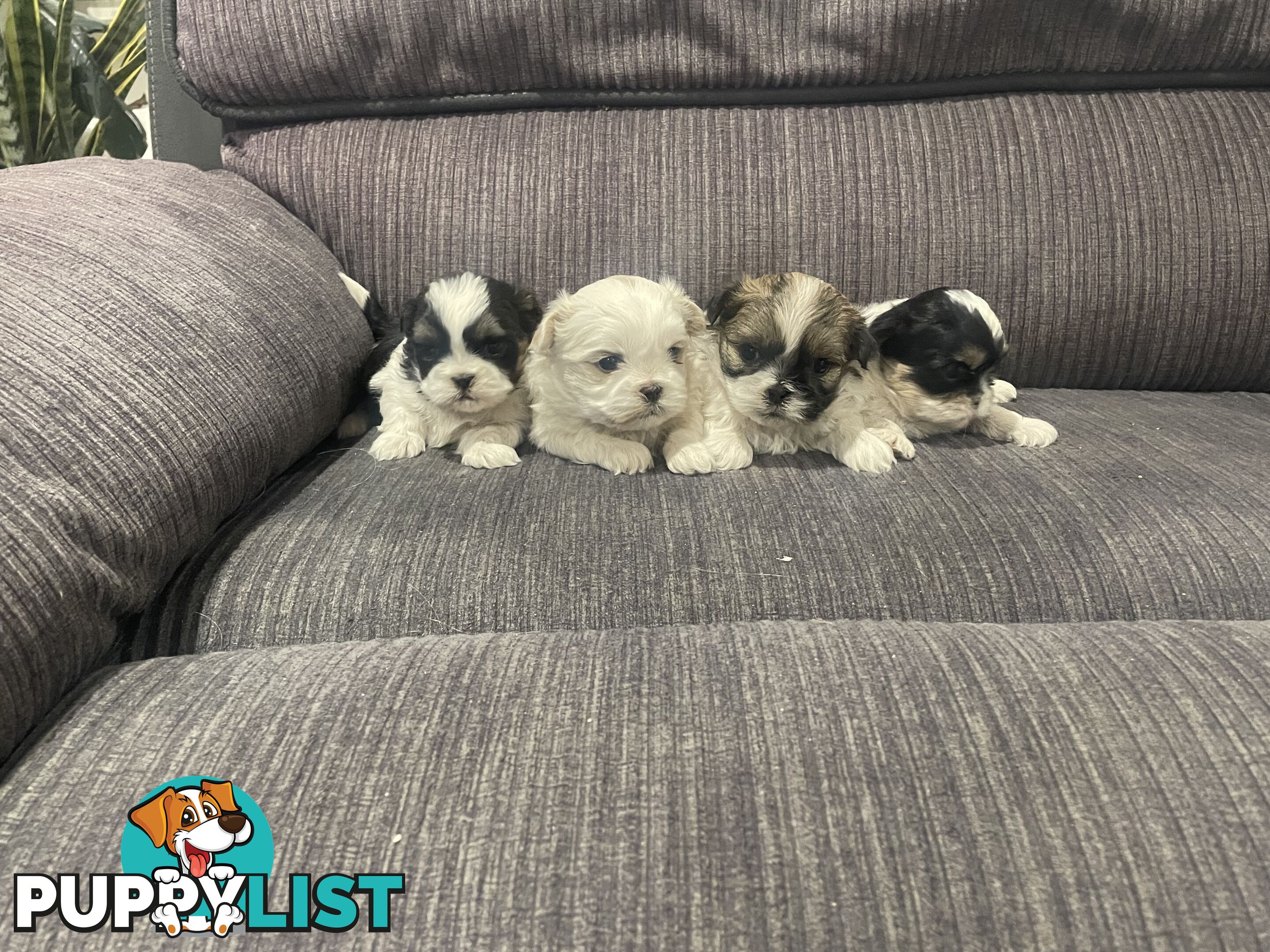 Shihtzu maltese puppies