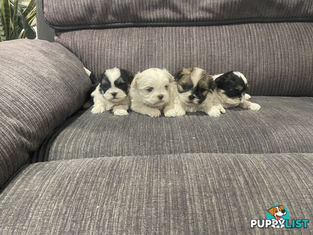 Shihtzu maltese puppies