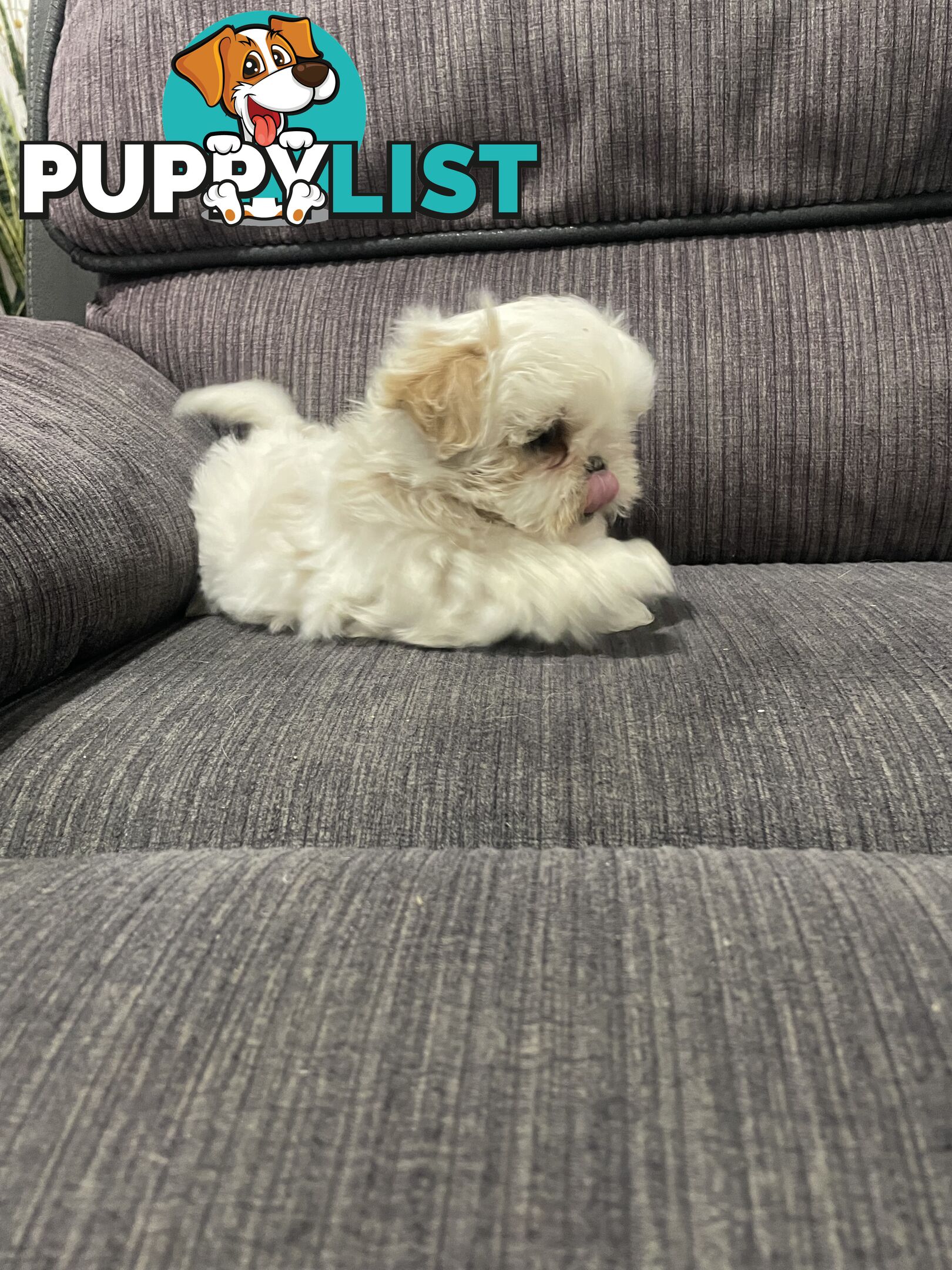 Shihtzu maltese puppies