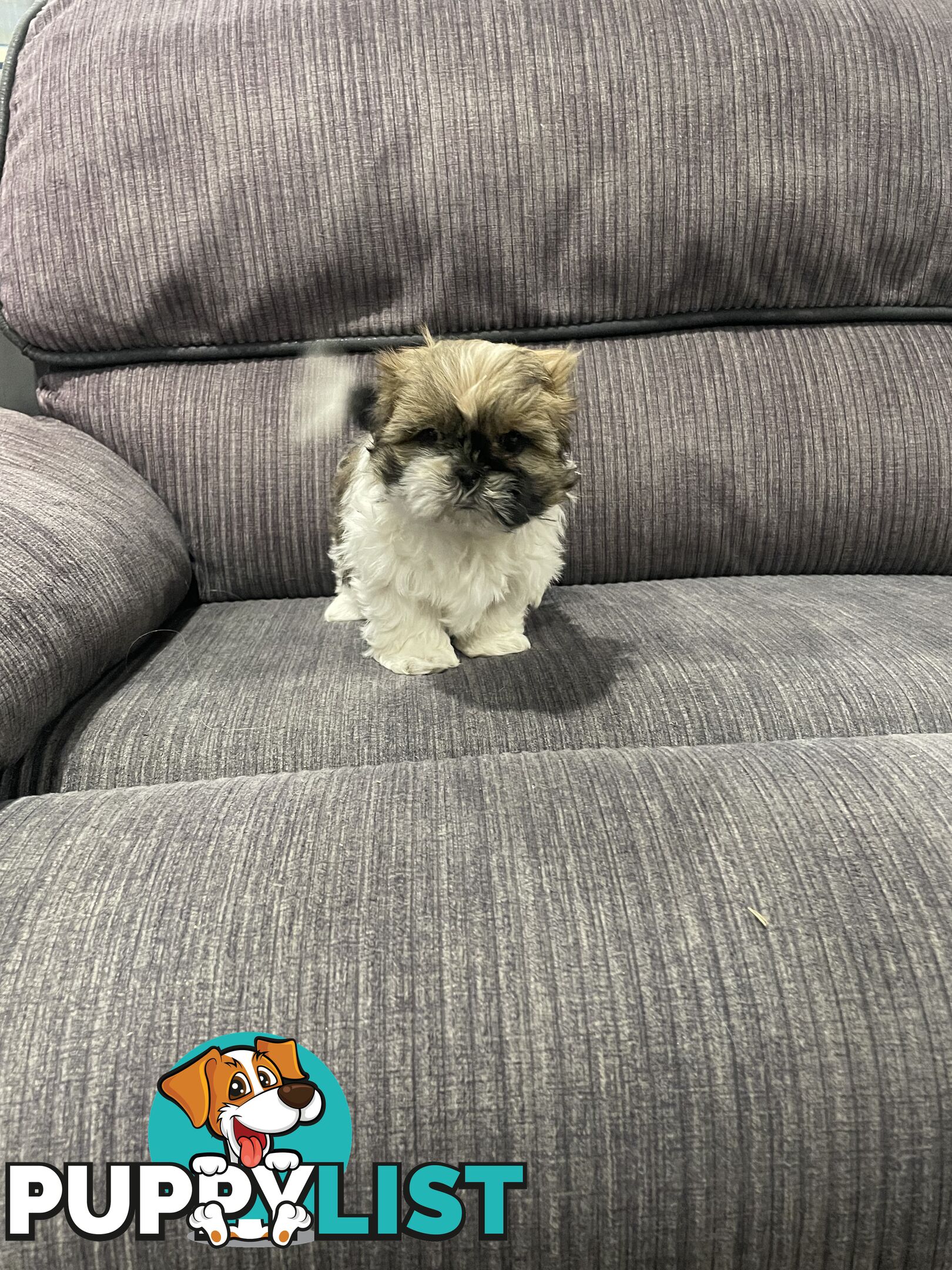 Shihtzu maltese puppies
