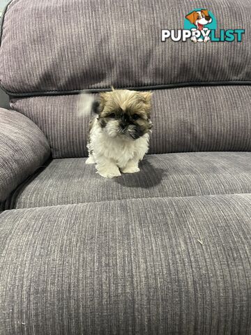 Shihtzu maltese puppies