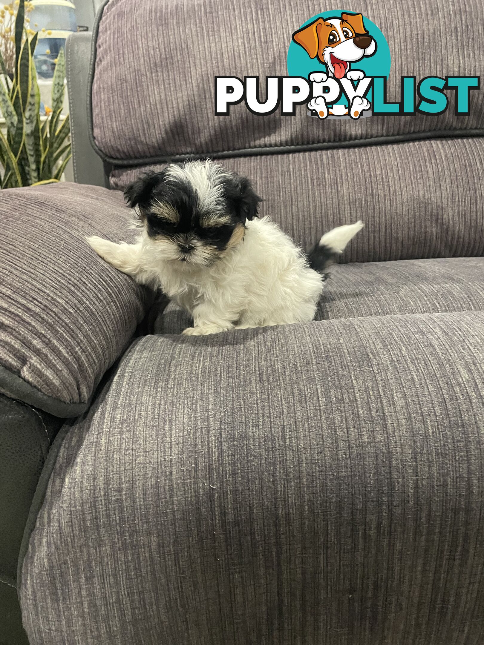 Shihtzu maltese puppies