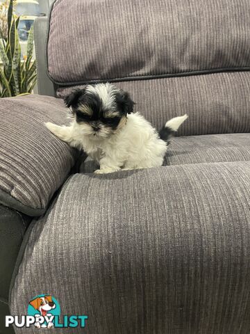Shihtzu maltese puppies