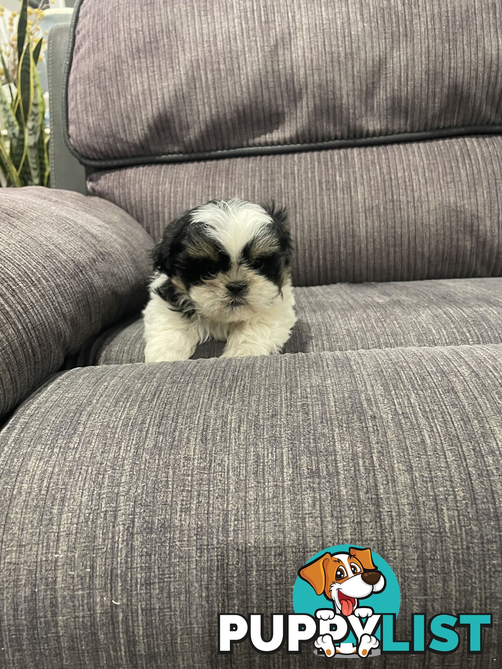 Shihtzu maltese puppies