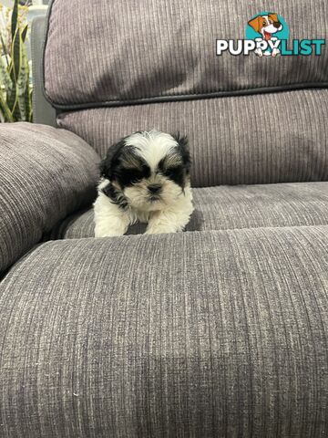Shihtzu maltese puppies
