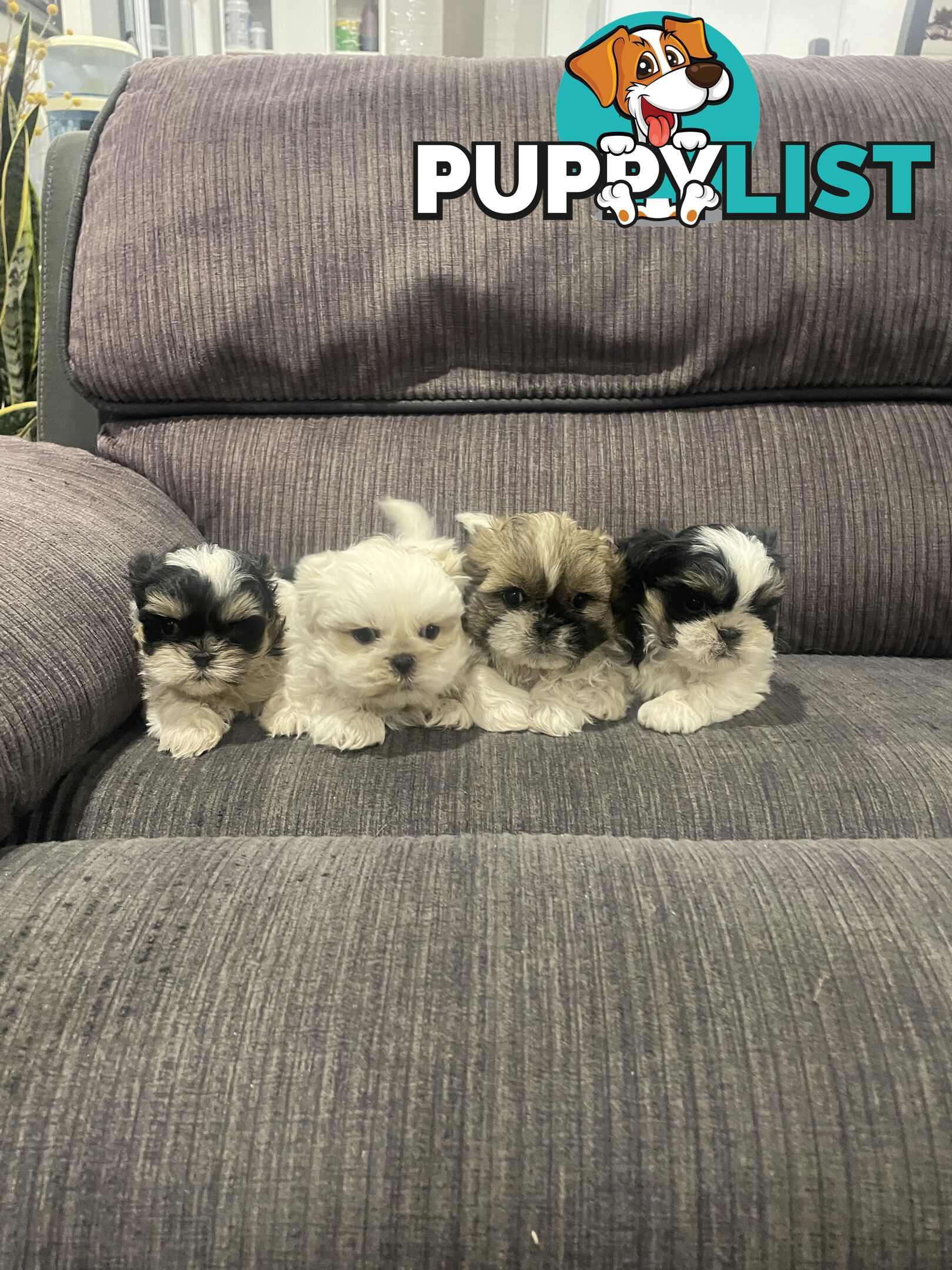 Shihtzu maltese puppies