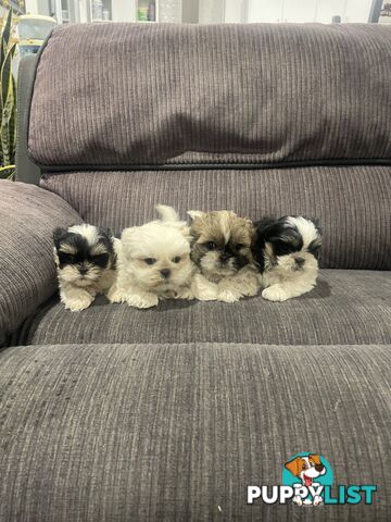 Shihtzu maltese puppies
