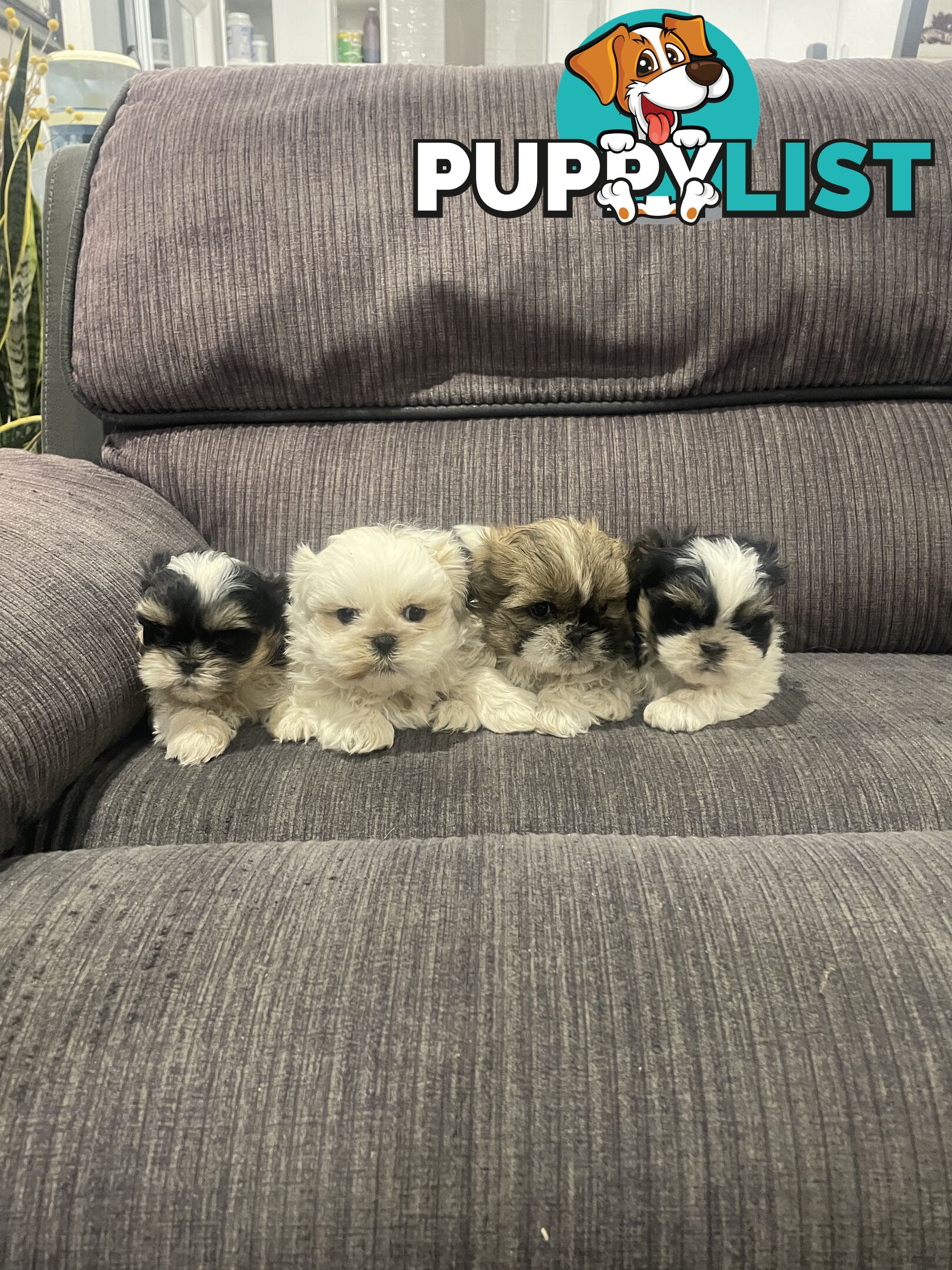 Shihtzu maltese puppies