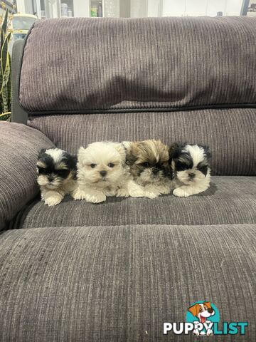 Shihtzu maltese puppies