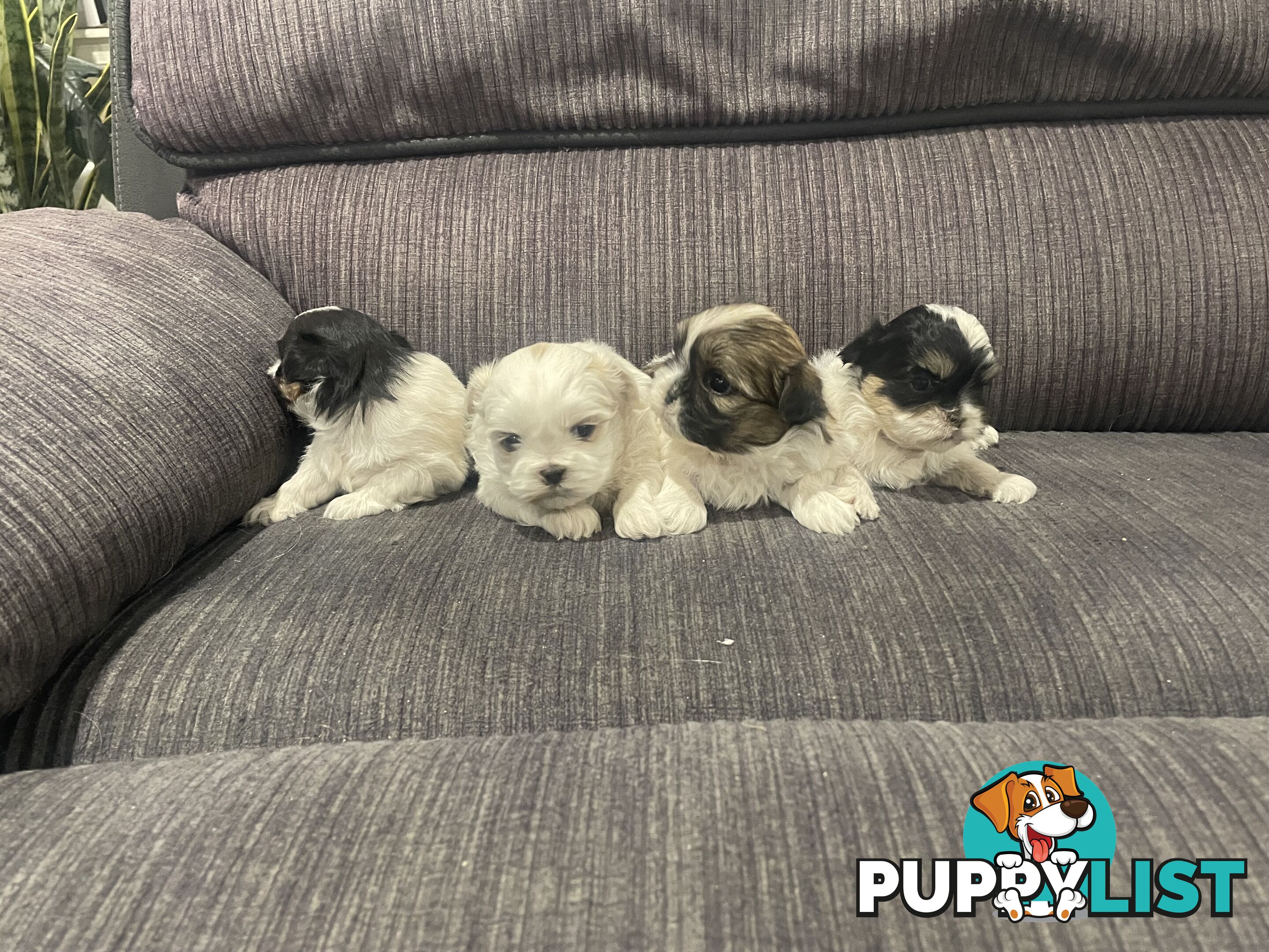 Shihtzu maltese puppies