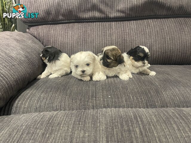 Shihtzu maltese puppies
