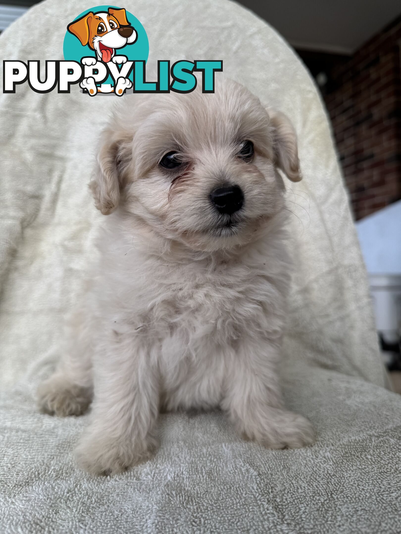 Japoodle puppies for sale