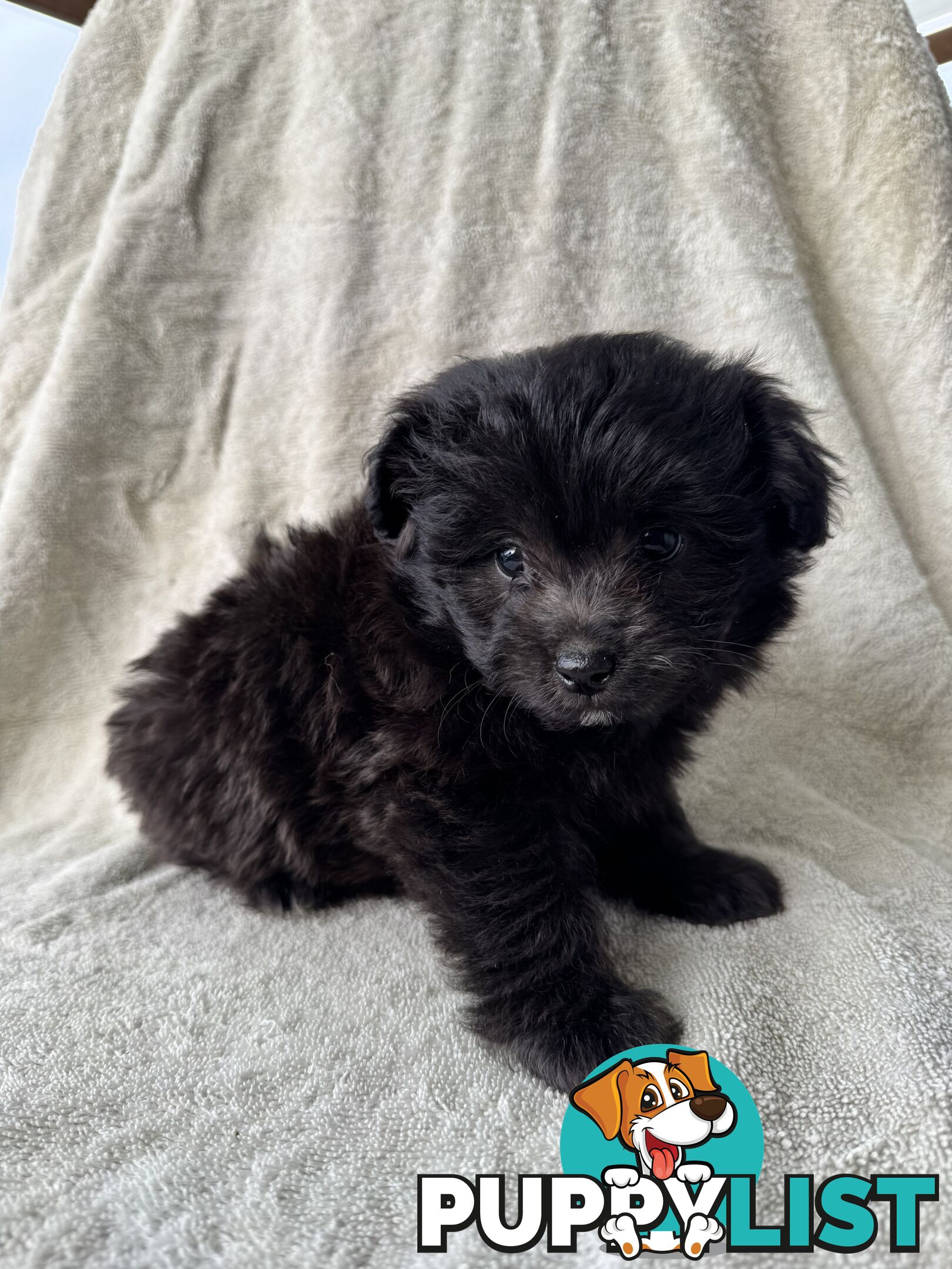 Japoodle puppies for sale