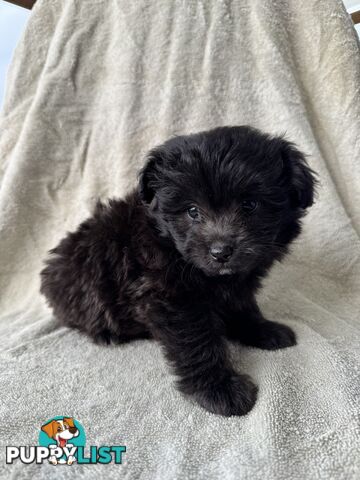 Japoodle puppies for sale