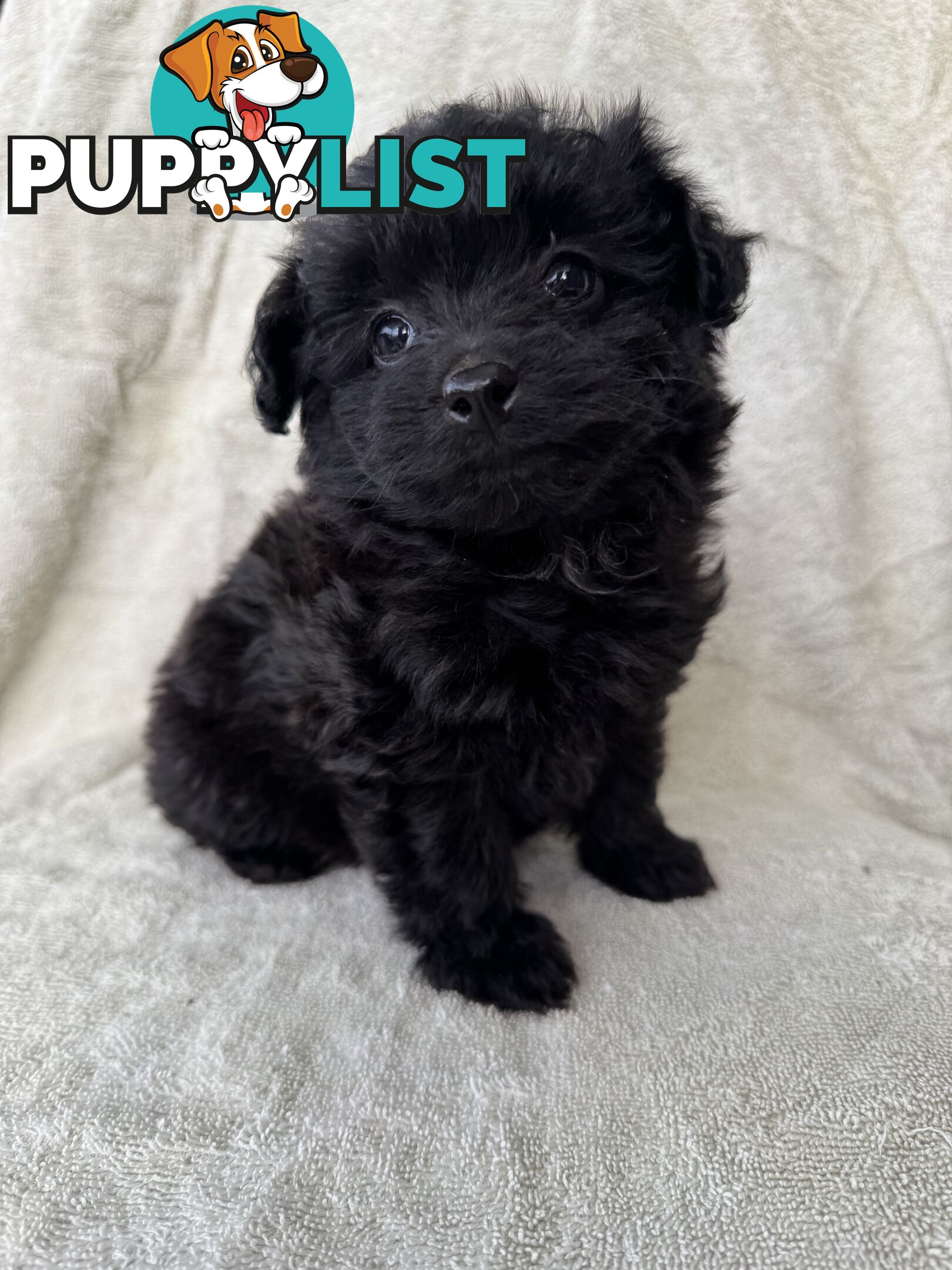 Japoodle puppies for sale