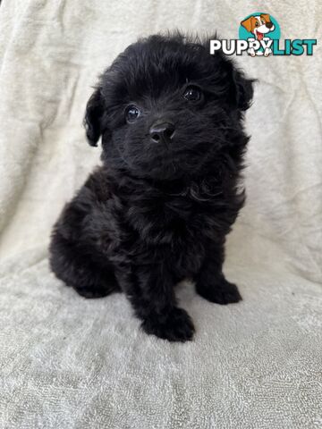 Japoodle puppies for sale