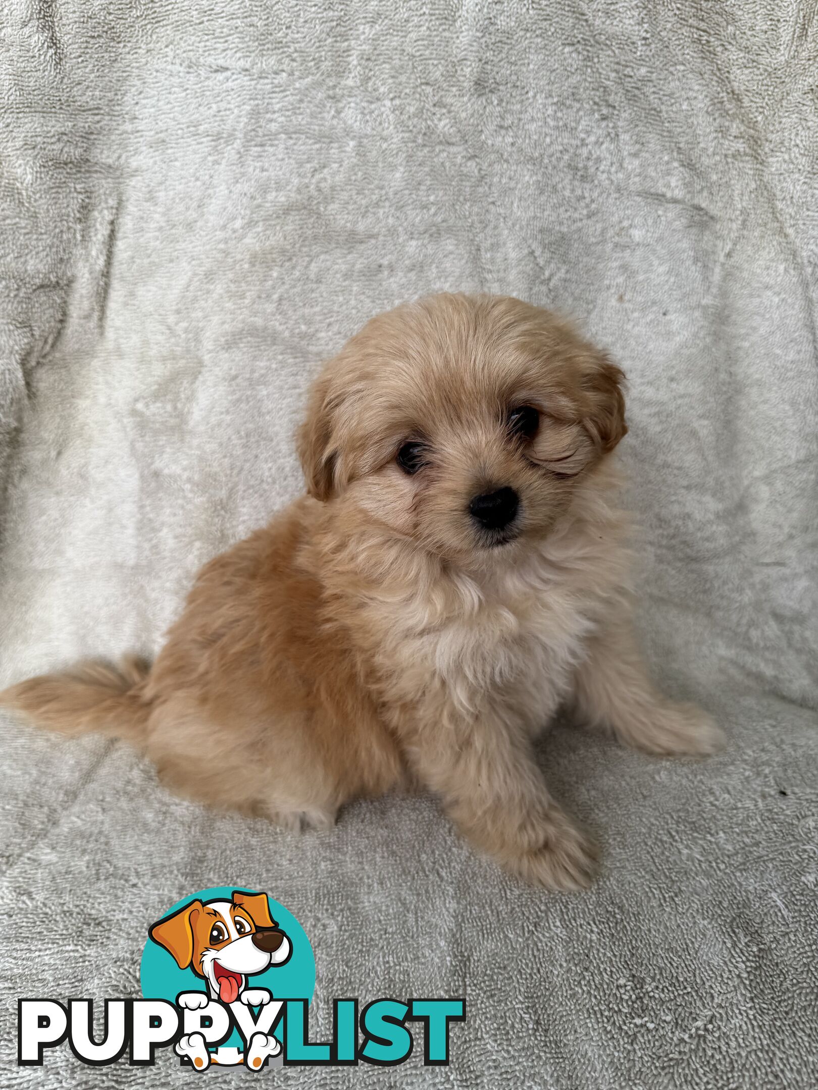 Japoodle puppies for sale