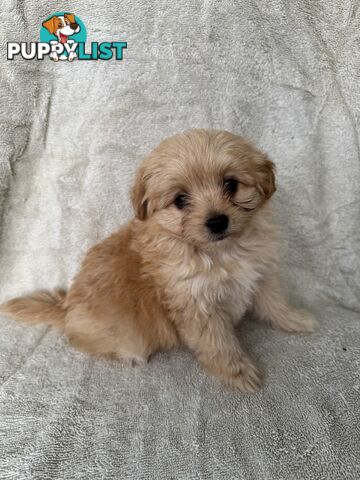 Japoodle puppies for sale