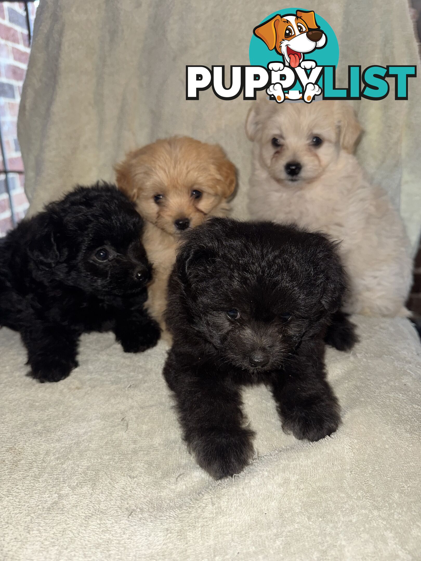 Japoodle puppies for sale