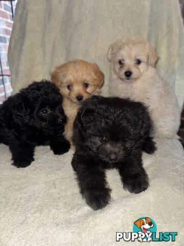 Japoodle puppies for sale