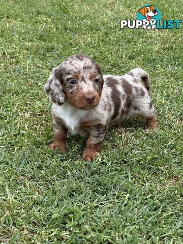 Beautiful mini Dachshund