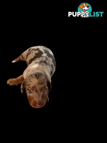 Beautiful mini Dachshund