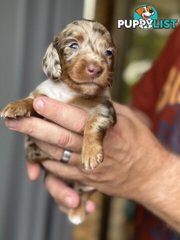 Beautiful mini Dachshund