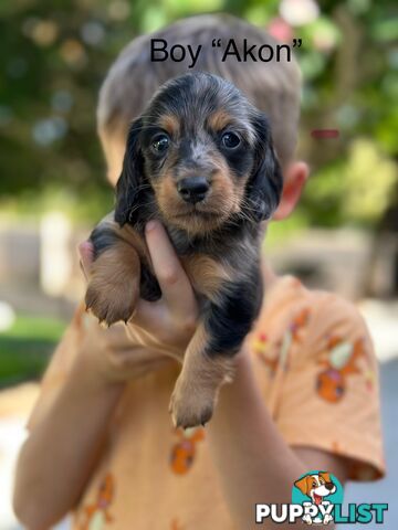 🐾 Beautiful Longhair mini Dachshunds 🐾