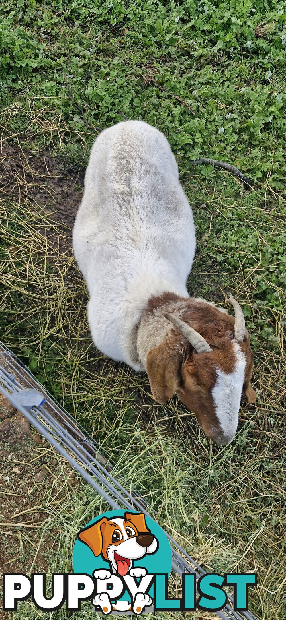 Boer Goats for Sale - Full Blood