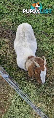Boer Goats for Sale - Full Blood