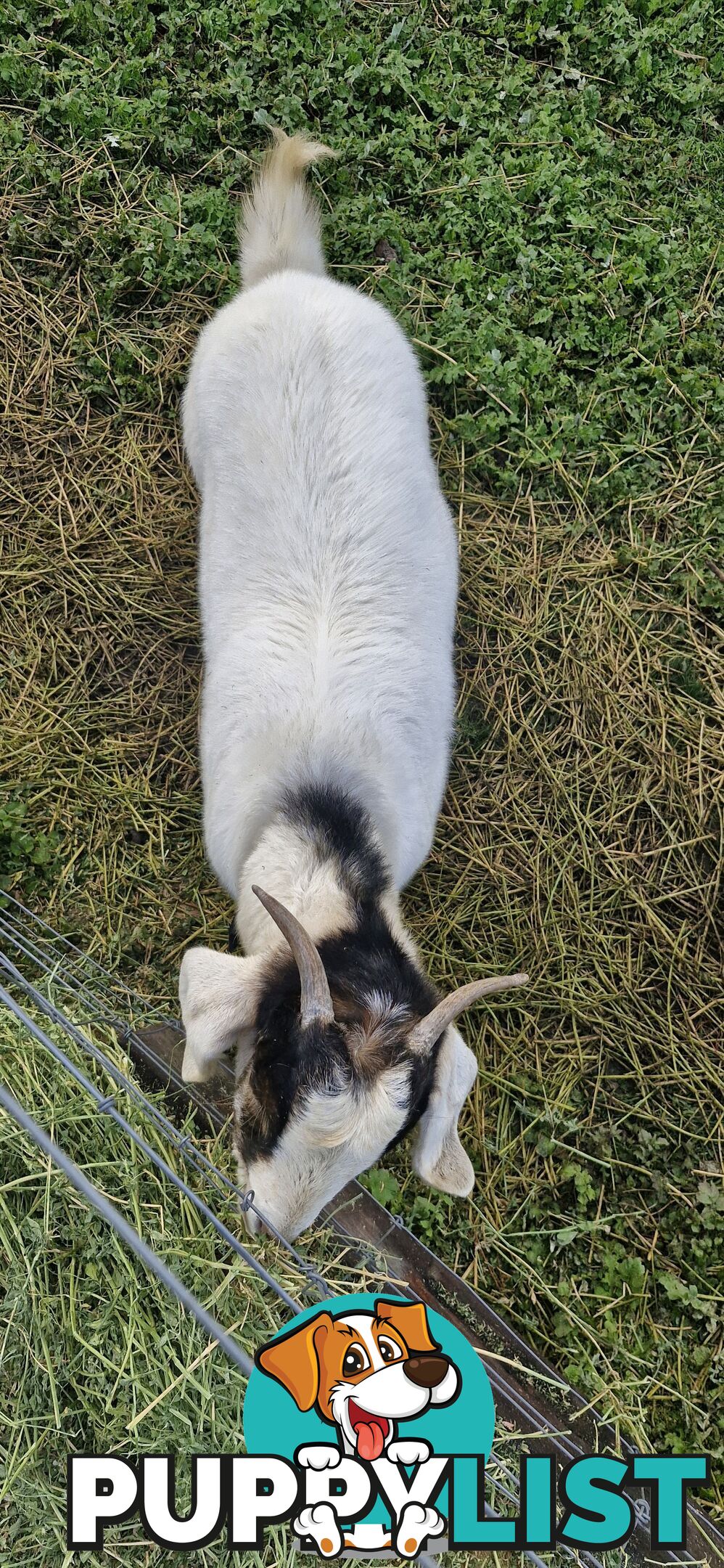 Boer Goats for Sale - Full Blood