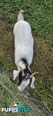 Boer Goats for Sale - Full Blood