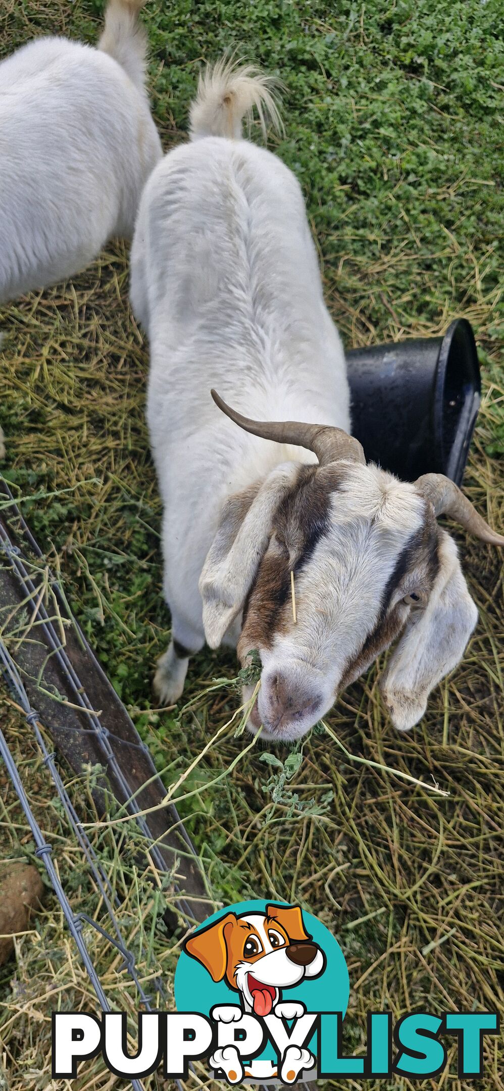 Boer Goats for Sale - Full Blood