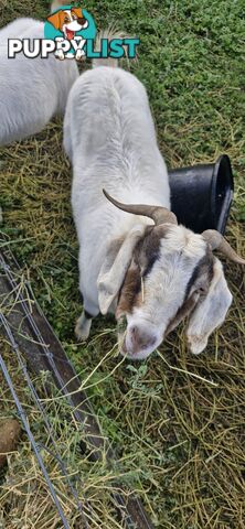 Boer Goats for Sale - Full Blood