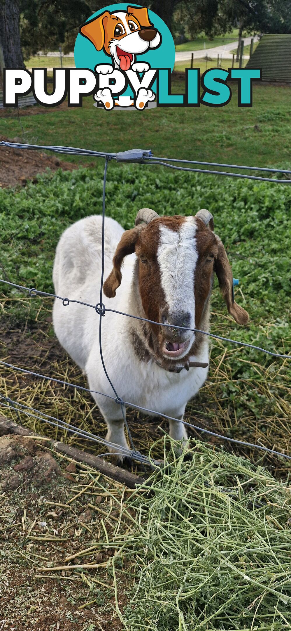 Boer Goats for Sale - Full Blood