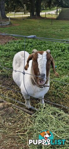 Boer Goats for Sale - Full Blood