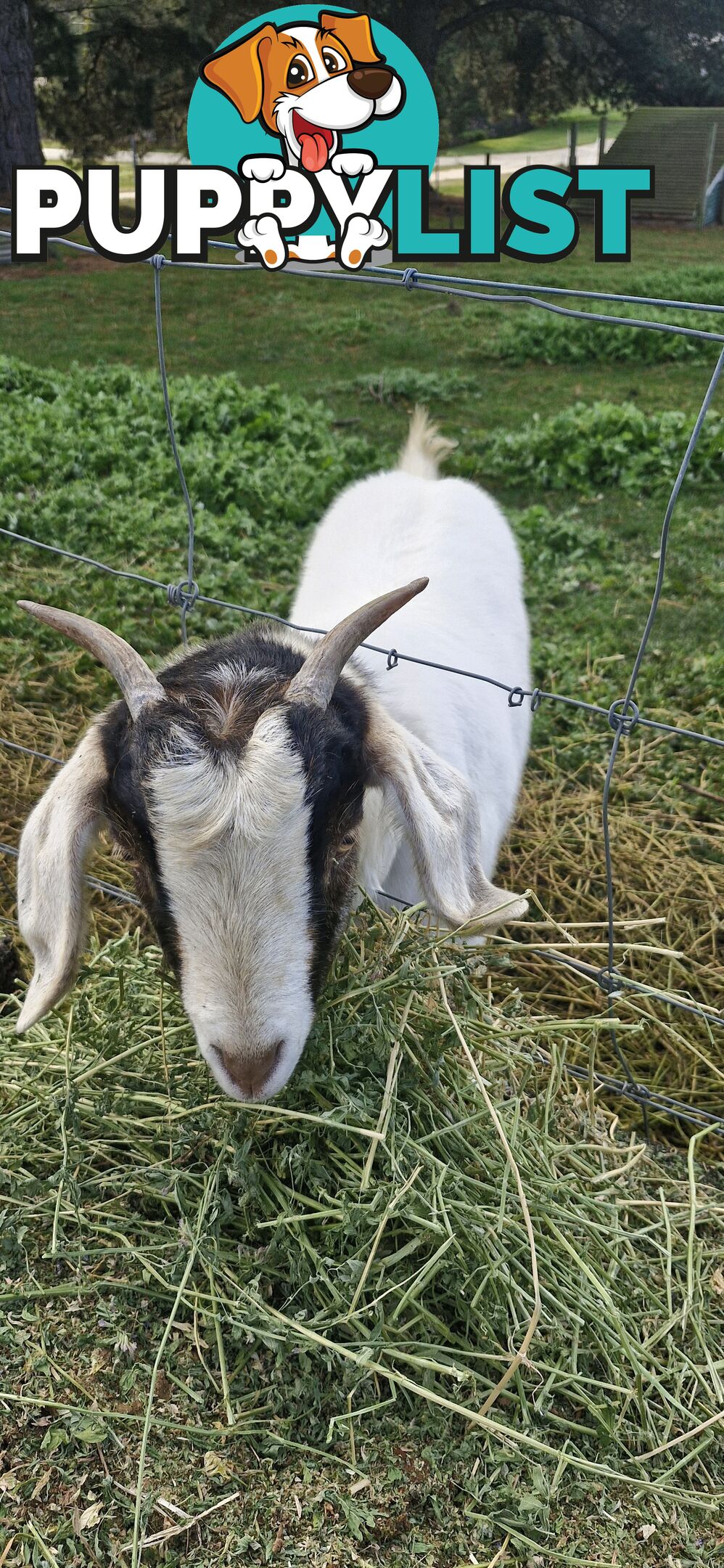 Boer Goats for Sale - Full Blood